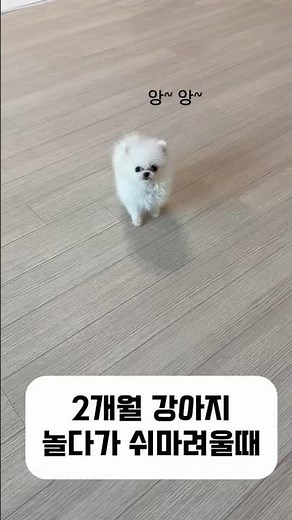 2개월 강아지 배변훈련 성공 놀다가 쉬마려울때 행동 #포메라니안 #배변훈련 #2개월 #아기강아지