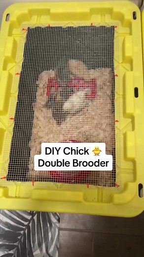 DIY Chick Brooder Ideas for Backyard Chickens