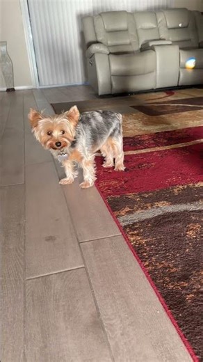 Mission 52: Gizmo’s Living‑Room Runway