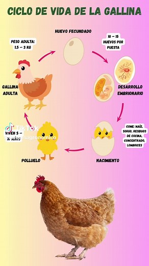 ¿Conoces el ciclo de vida de la gallina? 🐣🐔