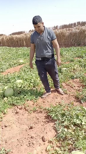 Exploring a Watermelon Farm in Rural Agriculture