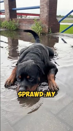 Top 5 Najpopularniejszych Ras Psów w Polsce! 🐕 (Wyniki zaskakują!)