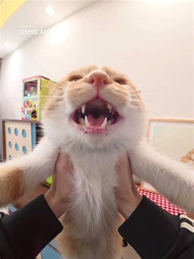 (좋아요 누르면 고양이 나옴)화면 너머로 전해지는 고양이 냄새 | Osmo Action 6