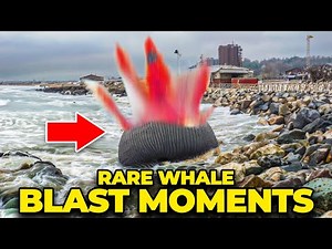 Exploding Animals: Nature's Strange Phenomenon Unveiled