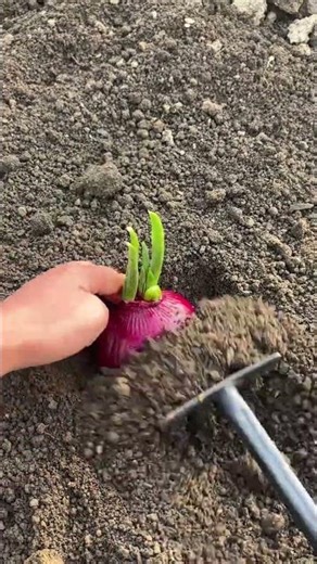 #Record My Planting #Onion #New Farmer Plan Planting Tips #Xiaoqian in the Countryside#566c7