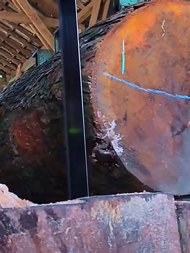 From Forest Giant to Fine Lumber: The Log to Plank Journey