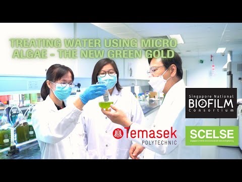 Treating Water Using Micro Algae - The New Green Gold