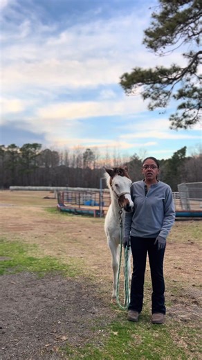 The Benefits of Using a Rope Halter for Training