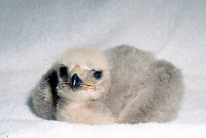 Young Raptor Identification