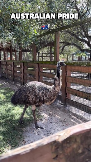 45 reactions | Australian emu bird 礪 | My Discovery Lens | Facebook