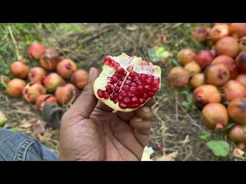 Pomegranate Harvesting in Ij, Fars IRAN | Traditional Farming in Iran 🇮🇷