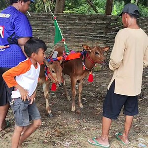 9.5K views · 86 reactions | Sapi Baru Tim Anak Sakti Feat Surya Loka Di Lap Asemanis Pamekasan. | Kerapan Sapi Madura | Facebook
