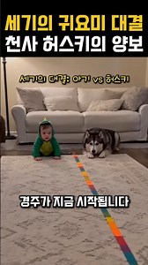 공룡 아기와 허스키의 달리기 경주