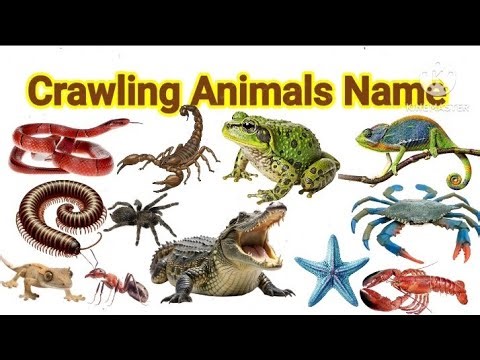 Crawling Animals for Kids | Learn Reptiles &Insects with Pictures & Sound 