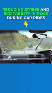2K views · 20 reactions | Here's how to help a dog that gets anxious during car rides... #dogtrainer #dogtraining #dogtips #dogcare #doglife #furparent #dogparent | Doggy Dan | Facebook