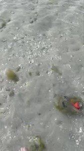 604K views · 5.8K reactions | This is a large Florida Horse conch who has captured a Lightning whelk for dinner. We never know what we will see on a Reel Kind Fishing Tour but you definitely enjoy it! * * #conch #dinner #wildlife #oceanlife #Mariebiology #sealife #shells #shell #shelling #whoknows #gulfofmexico #beachhunter #saltlife Video taken by Team Member Captain Colt | Reel Kind Fishing and Tours | Facebook