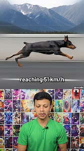 World’s Fastest Dog Breeds (Speed Comparison!) 🐕💨 💨 From German Shepherd to Greyhound—see which dog takes the crown! Which breed surprised you the most? 🐶👇 #reelsvideo #dog #speed #dogbreed #animal #comparison #jollyforever | JollyForever