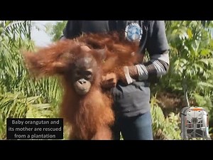 Baby orangutan and its mother are rescued from a plantation