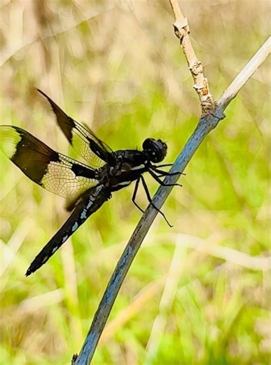 Dragonfly in slow motion #dragonflies #slowmo #naturelovers #insects #shortvideo