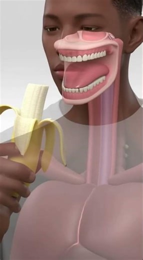 What Happens Inside Your BodyAfter Eating a Banana | 3D DigestionAnimation
