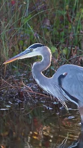 Great Blue Heron facts #wildlife #nature #greatblueheron #wildlifephotography #birdphotography #bird