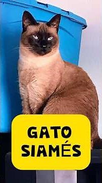 GATO SIAMÉS #gatos #siamese #siamesecats #siames