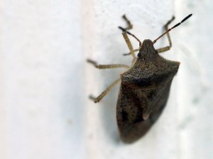 It's Stink Bug Season In NJ: What To Do