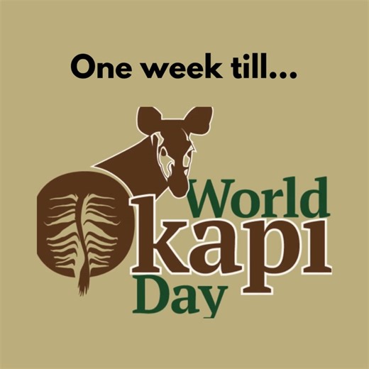 The countdown is on — World Okapi Day is just over one week away! On October 18, join us in celebrating and protecting the okapi by: 🌿 Donating to support forest protection and ranger programs 💚 Hosting a small fundraiser or awareness event 📸 Sharing your okapi pride online to inspire others Together, we can keep the okapi’s home — the Congo rainforest — safe and thriving. | Okapi Conservation Project