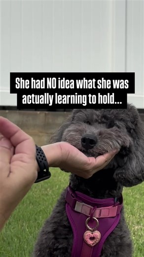 Building Confidence in Dog Training with Chopsticks