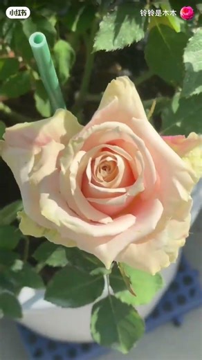 Powder Blue Glaze Rose Plant|粉青釉