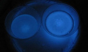 Crime Scene Chemistry—The Cool Blue Light of Luminol | Science Project