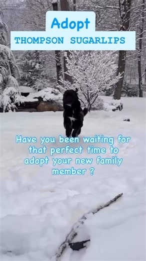 ♥ Hounds in Pounds ♥ on Instagram: "THOMPSON SUGARLIPS: THE JOLLY GOOD BOY OF CHRISTMAS Thompson Sugarlips is a 74‑lb Lab with holiday‑movie charm, leading‑man warmth, and the kind of snuggle skills that could melt an entire snowbank. At four years old, he’s fully prepared to turn your winter into a season of joy, sparkle, and shamelessly adorable moments. Picture this: Snowflakes drifting down. Lights glowing. Thompson bouncing through the snow like a golden‑hearted goofball who believes every 