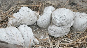 Weird Science: Hyena Poop