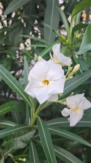 Kaner Flowers ,Nerium Oleander #Flower #Plant #kaneri