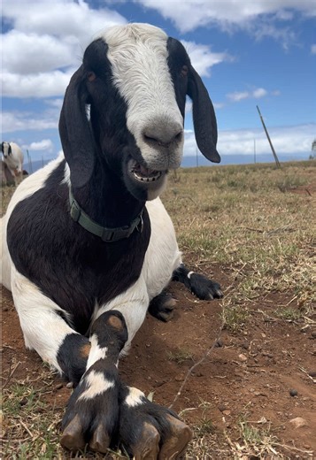 thatfarmerbarbie on TikTok