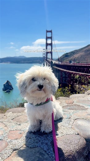 96K views · 3.3K reactions | Found this cutie at the Golden Gate Bridge.   maisieandthings Fall is when San Francisco finally feels like summer. It's when the temperatures rise and the fog burns off. Perfect time to see one of the most famous bridges in the world, fog-free! Start exploring: https://bit.ly/4gKFWOg | San Francisco | The Official Guide | Facebook