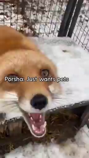 Now somebody, everybody, anybody (or fox) scream! Check back for new updates from @Arctic Fox Daily Wildlife Rescue, Inc. every Tuesday and Thursday | The Dodo