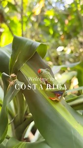3.2K views · 106 reactions | Explore the natural beauty, vibrant culture, and exciting adventures that await you in Costa Rica… : #Courtesy Follow The Costa Rica News - TCRN Hashtag #TCRN #TCRN #officially #Republic #CostaRica #country #Central #American #region | The Costa Rica News - TCRN | Facebook