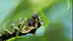 Raupe des Mittleren Weinschwärmers (Deilephila elpenor) an Kleinem Springkraut (Impatiens parviflora)