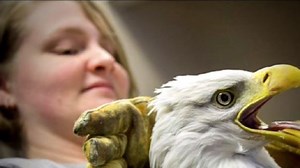 Bald eagle making full recovery after getting struck by car