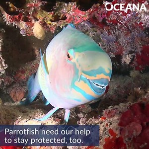 Butterflies aren't the only ones with cocoons! Parrotfish sleep in a cocoon of mucus to protect themselves from parasites. Learn more: https://bit.ly/34itu48 | Oceana