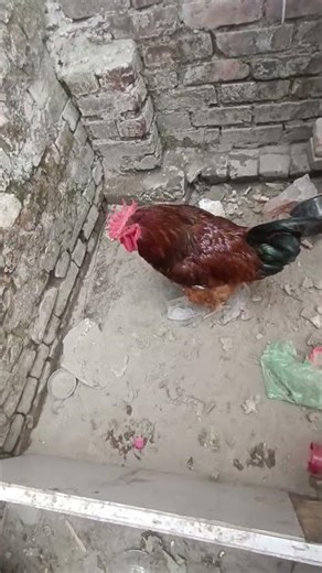 “Desi Murga Close-Up View | Real Village Lifestyle”