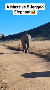 Watch this massive 5 legged (🤣) elephant walk by our vehicle. Elephants of the Pilanesberg have a notorious reputation, but if you give them respect and space, they're quite lovely. #wildlifephotography #canonphotography #pilanesbergnationalpark #beautifulscene #elephant | Adesh Singh Wildlife Photography