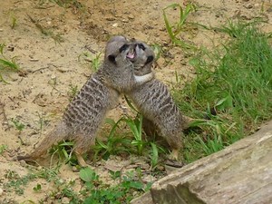 Meerkats as Pets: Ease of Care, Legality, and More