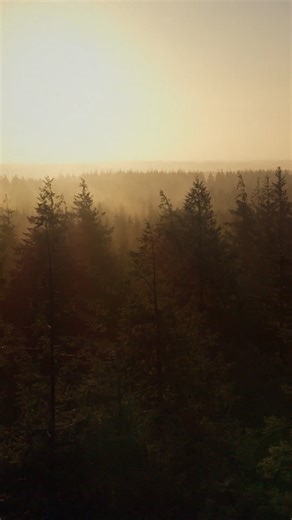 Center Parcs UK on Instagram: "There's a place for us, somewhere 💚🌲"