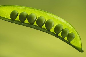 Self Pollination of Pea Plants