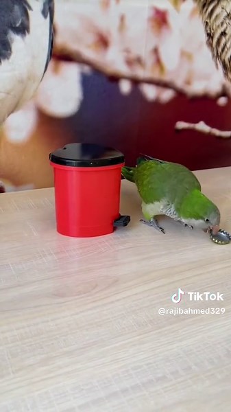 birds amazing skills😍 #brids #funny #shorts