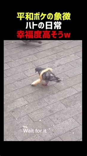 平和ボケの象徴 ハトの日常６連発