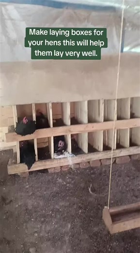 Crafting Effective Laying Boxes for Hens