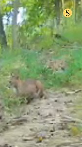 A bobcat has been observed on a trail camera video submitted by a private property owner in Harford County. 🎥: Courtesy of Susquehannock Wildlife Society | The Baltimore Sun